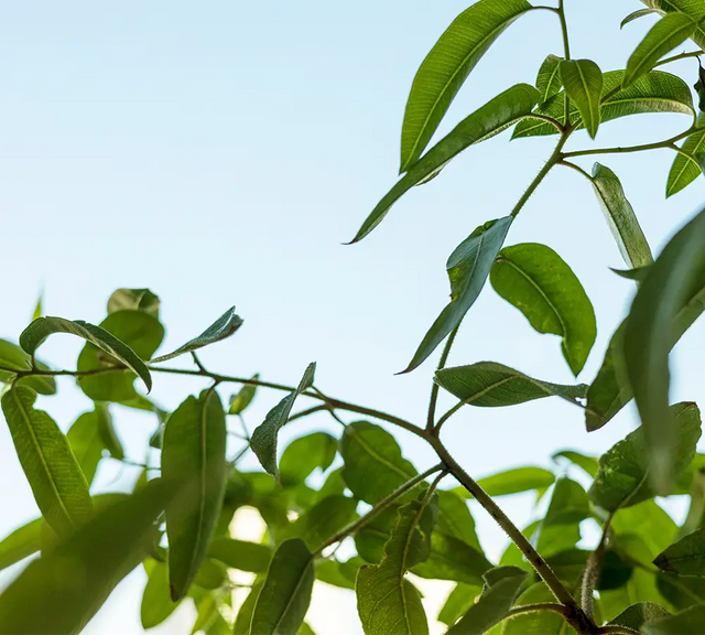 Eucalyptus citronné - Huile essentielle