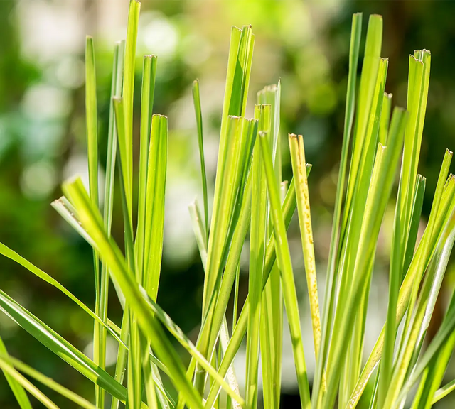 Lemongrass - Huile essentielle