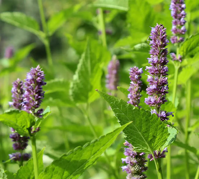 Patchouli - Huile essentielle