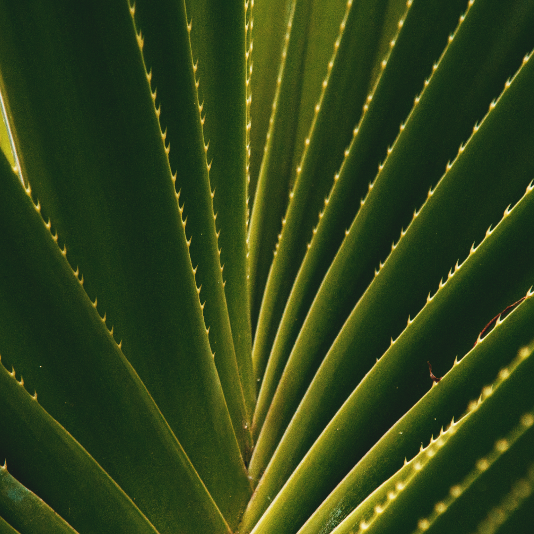 Aloe Vera : L’Essentiel Beauté pour une Peau Fraîche et Éclatante