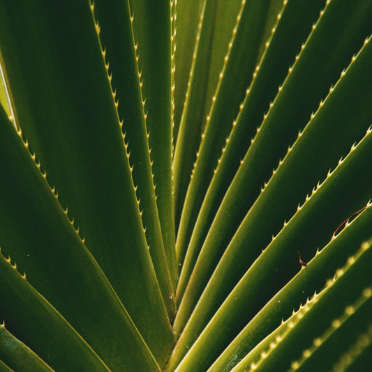Aloe Vera : L’Essentiel Beauté pour une Peau Fraîche et Éclatante