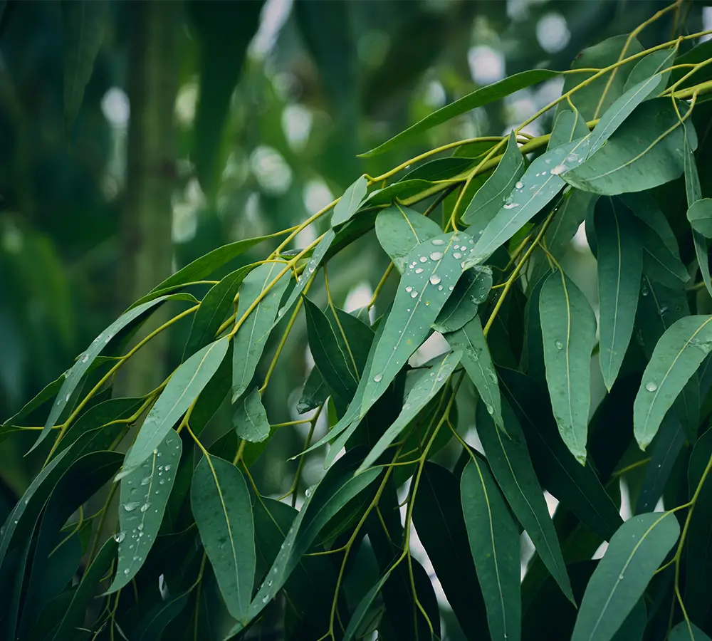 Eucalyptus globulus - Huile essentielle