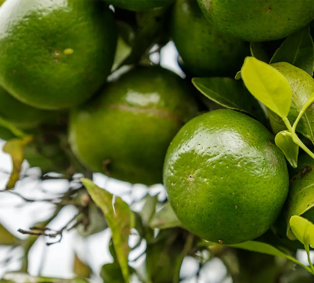 Mandarine verte - Huile essentielle