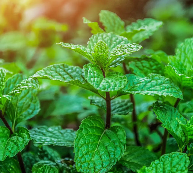 Menthe des Champs