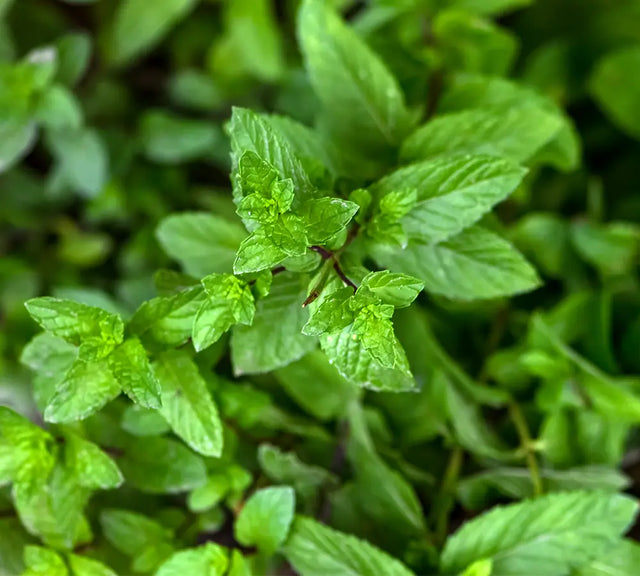 Menthe verte - Huile essentielle