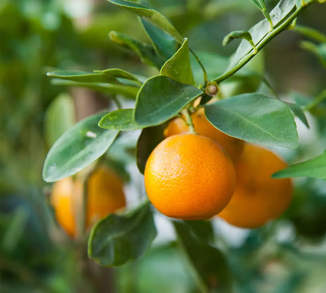 Orange douce - Huile essentielle