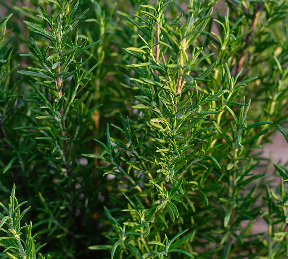 Romarin camphré - Huile essentielle