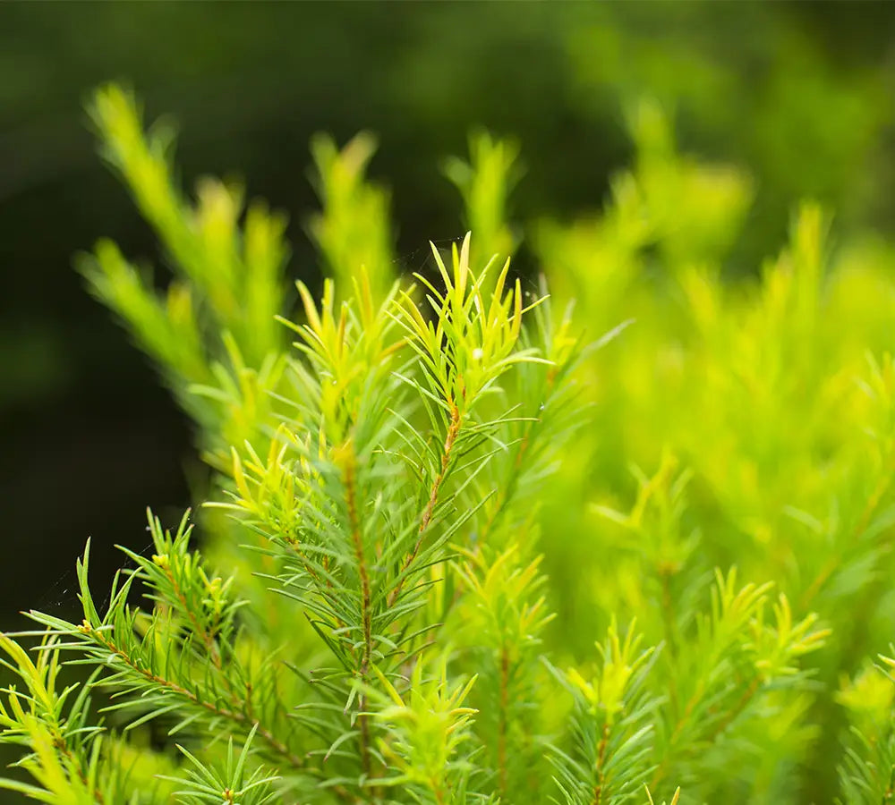 Tea tree - Huile essentielle