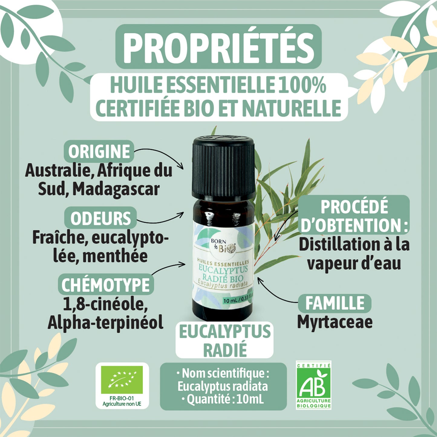 Huile essentielle d’Eucalyptus radié bio, au parfum frais et doux, obtenue par distillation à la vapeur des feuilles.