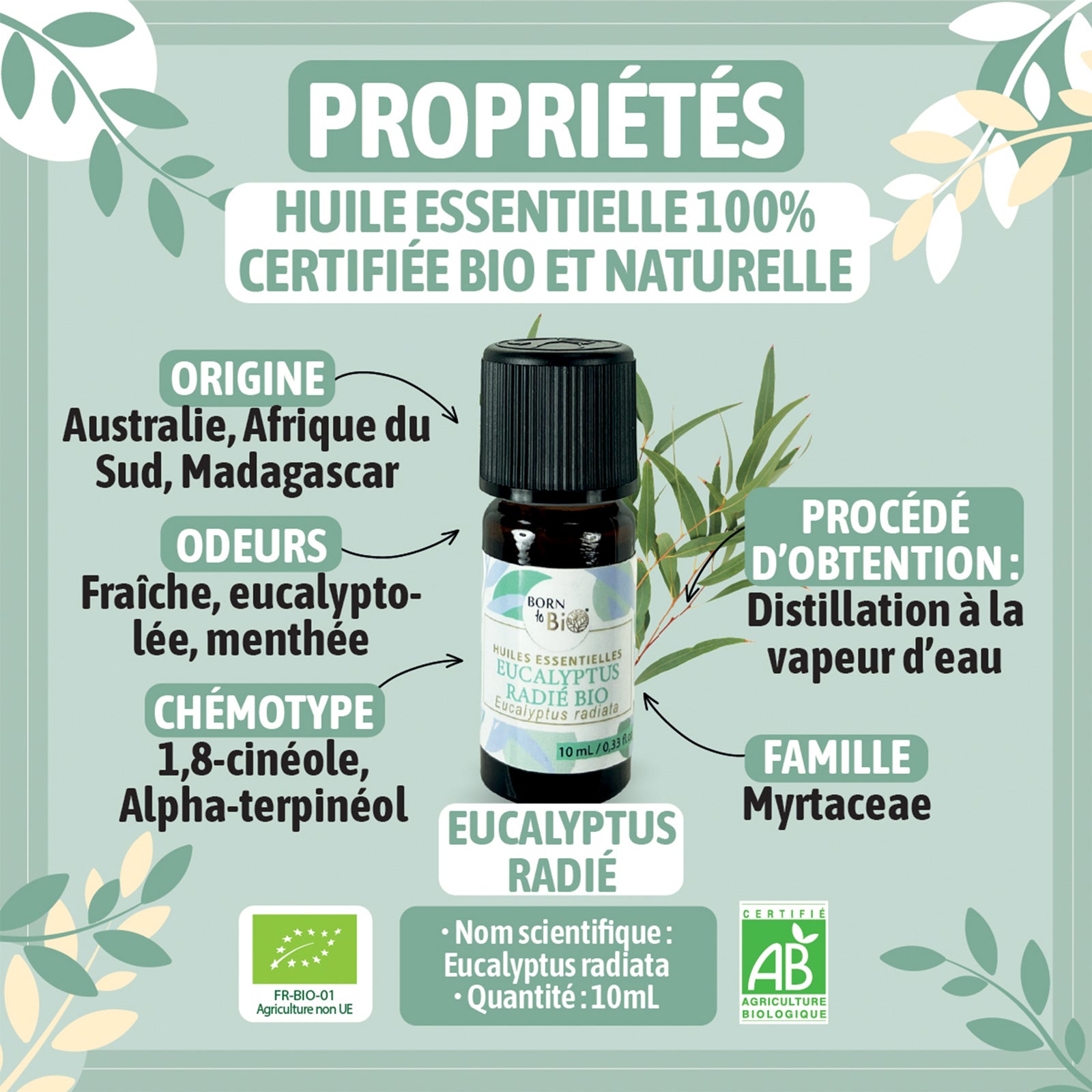 Huile essentielle d’Eucalyptus radié bio, au parfum frais et doux, obtenue par distillation à la vapeur des feuilles.