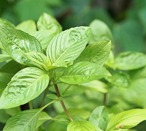 feuilles-de-basilic-tropical-utilisees-dans-les-cosmetiques-born-to-bio