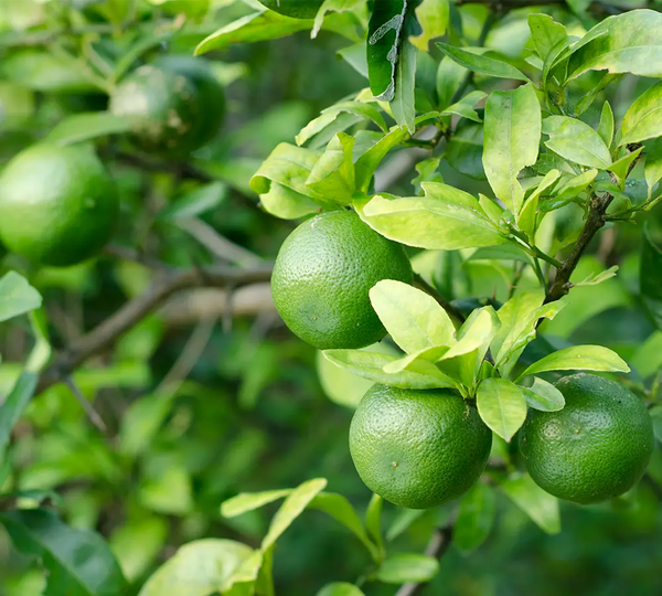 citron-vert-born-to-bio