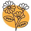 Extrait de calendula  Bio