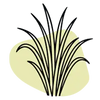 Palmarosa (vaporisation)