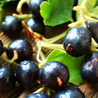 Cassis – Fruité