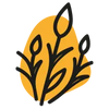 Cire de Candelilla (Candelilla Cera)