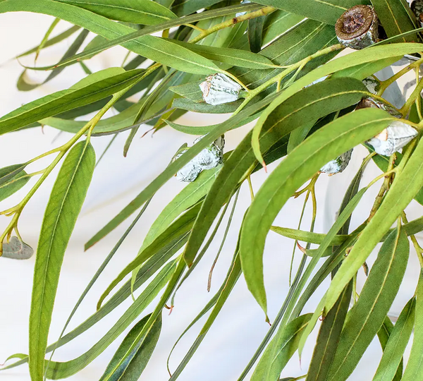 ingredient-naturel-eucalyptus-radie-bio-born-to-bio
