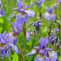 Iris – Floral