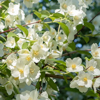 Jasmin – Floral