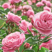 Rose – Floral