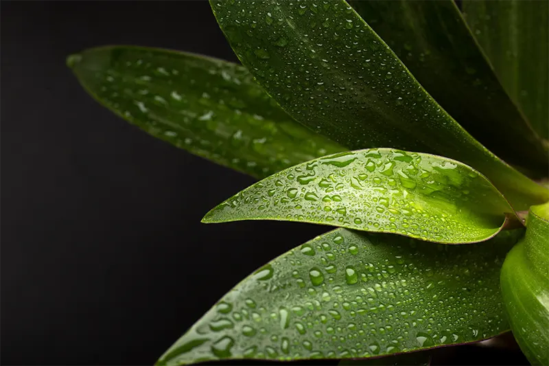 plante-naturelle-utilisee-dans-les-cosmetiques-certifies-bio-born-to-bio